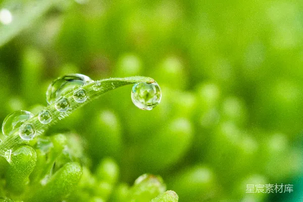 高清摄影 绿色植物上的水珠