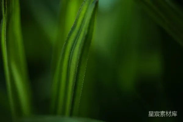 高清摄影 一张绿色植物的特写照片
