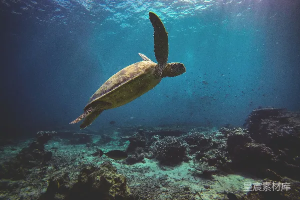 高清摄影 海面上的棕色海龟摄影