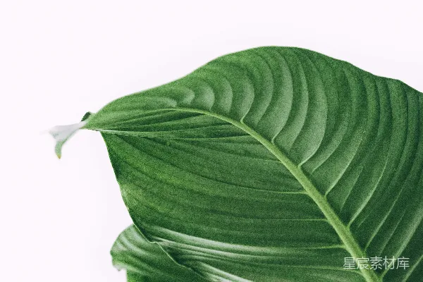 高清摄影 绿色的植物