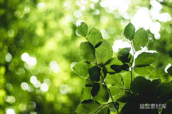 高清摄影 选择性聚焦摄影的绿叶