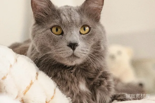 高清摄影 一只灰色的猫躺在床上。