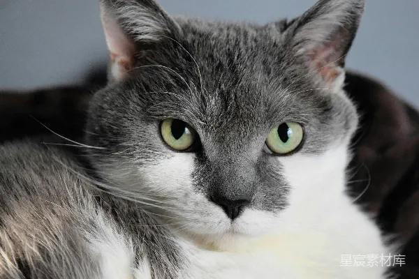高清摄影 白黑相间的猫，黄色的眼睛