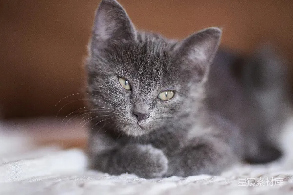 高清摄影 俄罗斯蓝猫在白色纺织品上