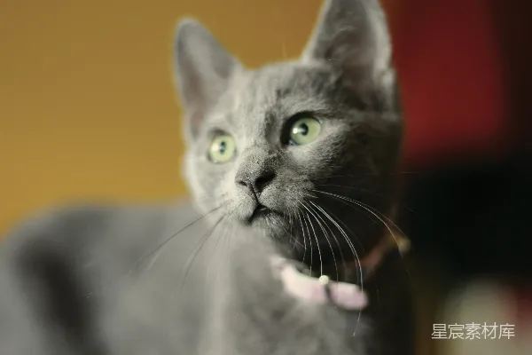 高清摄影 俄罗斯蓝猫带白色项圈