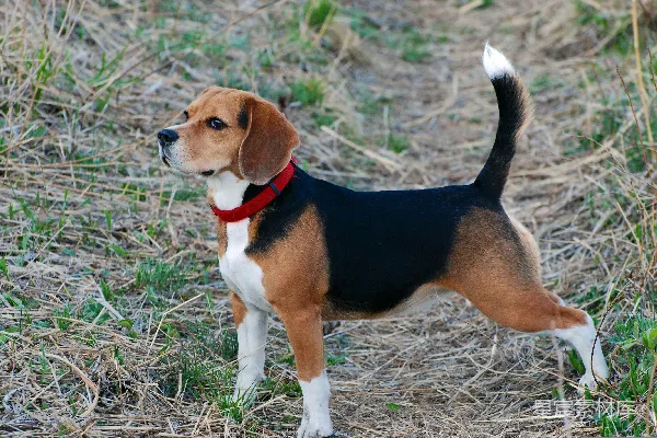 高清摄影 一只比格犬站在一片草地上。