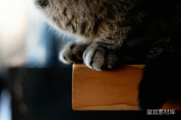 高清摄影 一只猫坐在木桌上