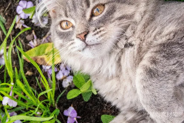 高清摄影 一只猫躺在草地上。