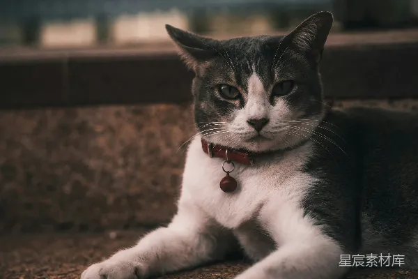 高清摄影 一只灰白相间的猫躺在地上。