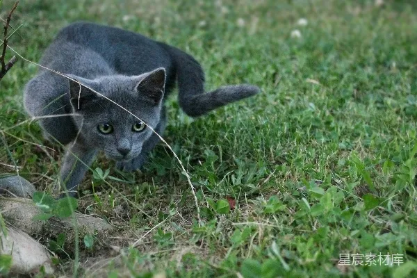 高清摄影 俄罗斯蓝猫在绿草上