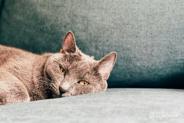 高清摄影 棕色的猫躺在灰色的布料上。