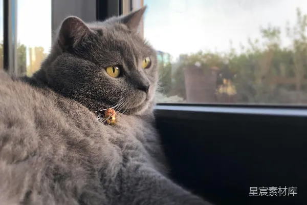 高清摄影 灰色的猫在玻璃窗旁边