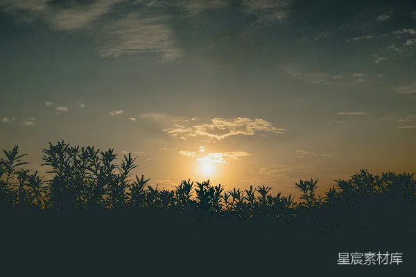 高清摄影 夕阳正照耀着一片树林。