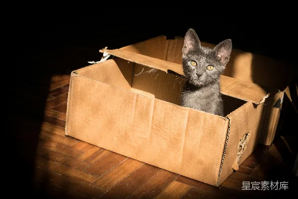 高清摄影 黑猫在棕色纸箱里