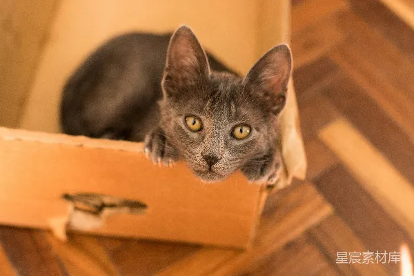 高清摄影 棕色纸板箱里的黑猫