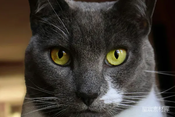 高清摄影 一只灰白相间的猫，眼睛是黄色的