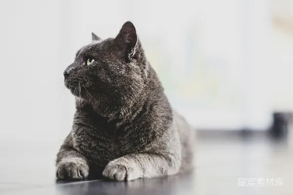 高清摄影 黑色的猫趴着躺在表面。