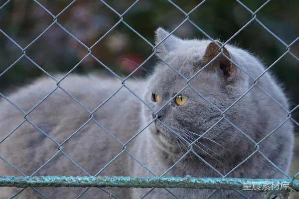 高清摄影 一只灰色的猫在铁丝网后面