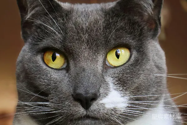 高清摄影 一只灰白相间的猫，眼睛是黄色的。