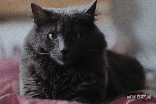 高清摄影 黑猫在粉红色的布料上