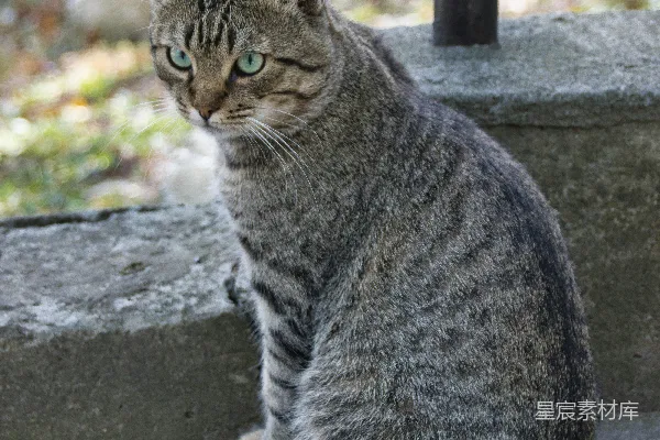高清摄影 一只猫坐在水泥台阶上