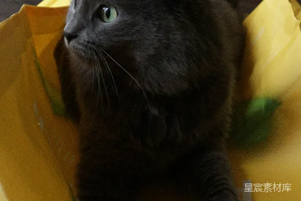 高清摄影 一只黑猫坐在一个黄色包的顶部。