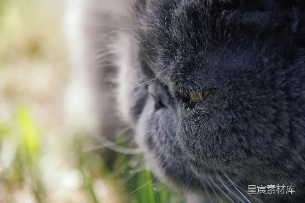 高清摄影 灰色的猫