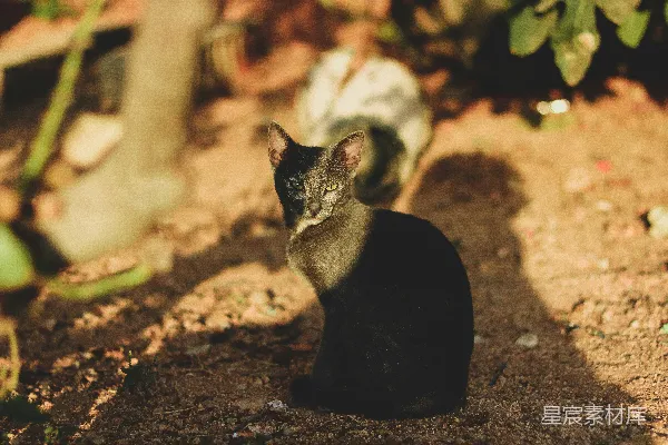 高清摄影 猫坐在灰尘上