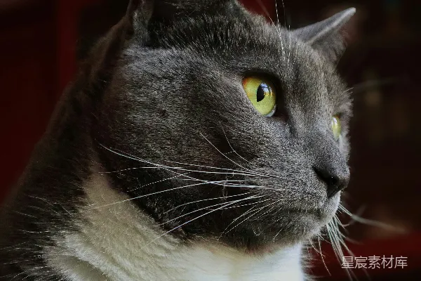 高清摄影 一只黑白相间的猫坐在木制桌子上。