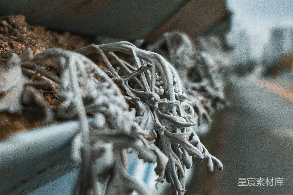 高清摄影 一扇窗户的窗台特写，窗台上长着一棵植物。