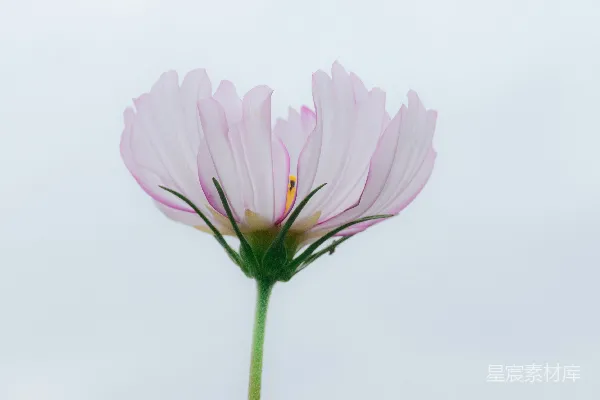高清摄影 一朵粉红色的花，背景模糊不清。