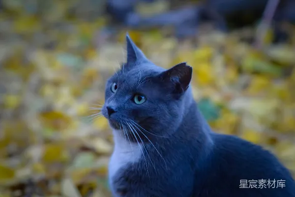 高清摄影 一只黑白相间的猫坐在一堆树叶上。