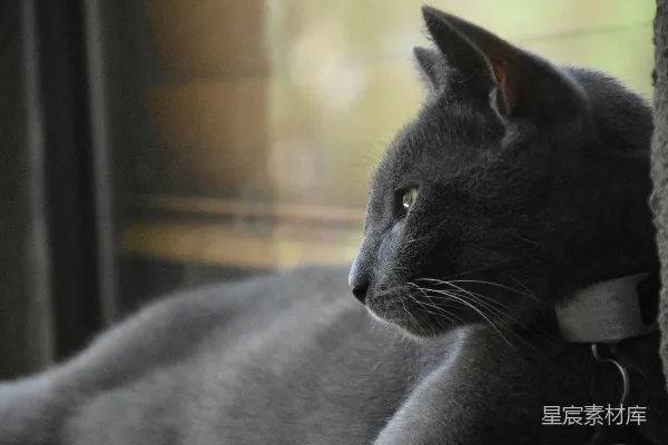 高清摄影 戴项圈的猫
