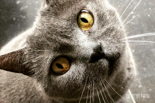 高清摄影 灰猫