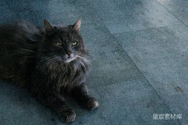 高清摄影 黑猫