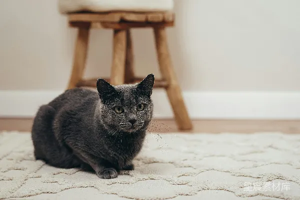 高清摄影 黑猫在白地板上