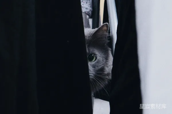高清摄影 黑灰相间的猫在黑色织物上