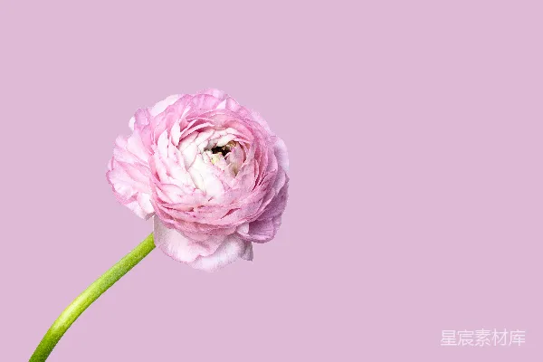 高清摄影 一朵精致的粉红色番红花在粉红色的背景前绽放。