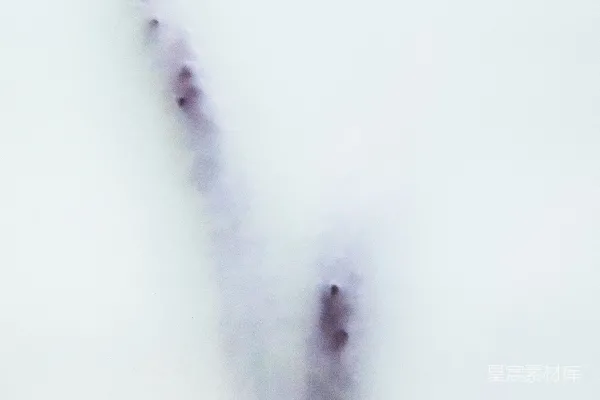 高清摄影 模糊的照片，里面有一只装有花朵的花瓶