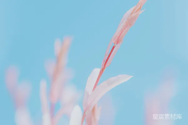 高清摄影 模糊的植物照片，上面有粉红色的花。