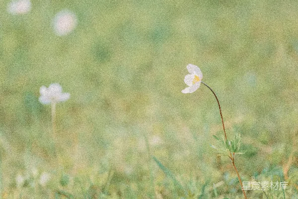 高清摄影 一片草地上的一朵白花