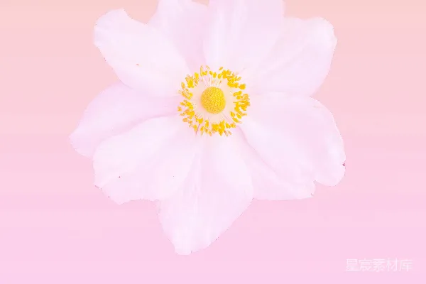 高清摄影 一朵白色带黄色中心的花，背景为粉红色。