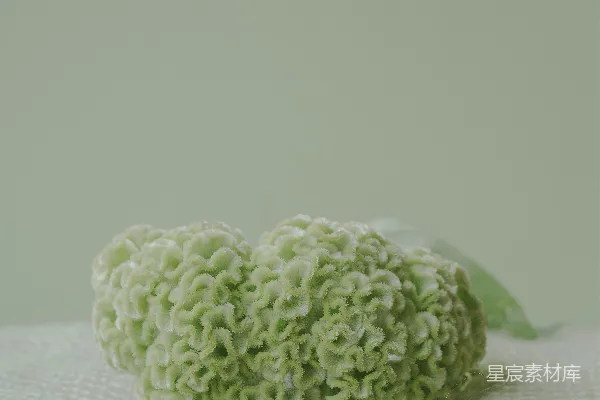 高清摄影 一条白色毛巾上有一朵绿色的花。