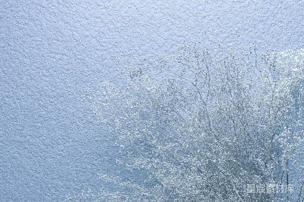 高清摄影 白天被雪覆盖的树木