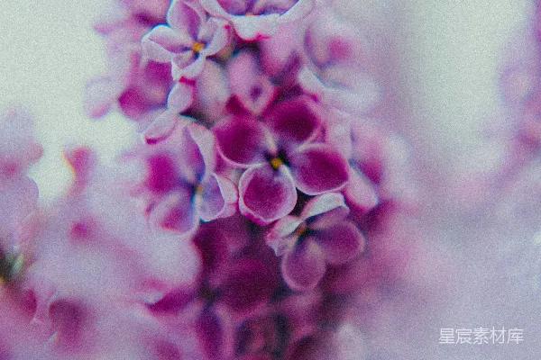 高清摄影 紫色丁香花在近景中绽放。