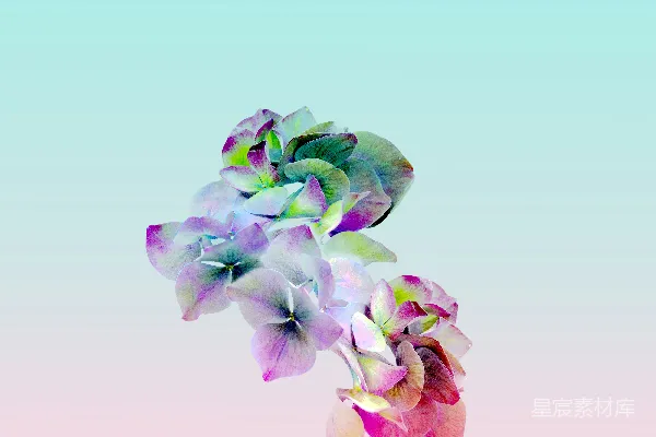 高清摄影 一簇花朵，背景是粉蓝相间的。