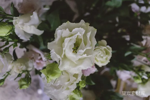 高清摄影 米色花瓣的花