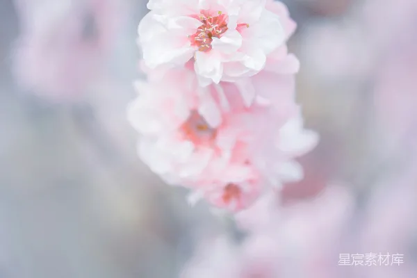 高清摄影 粉色樱花在特写摄影中