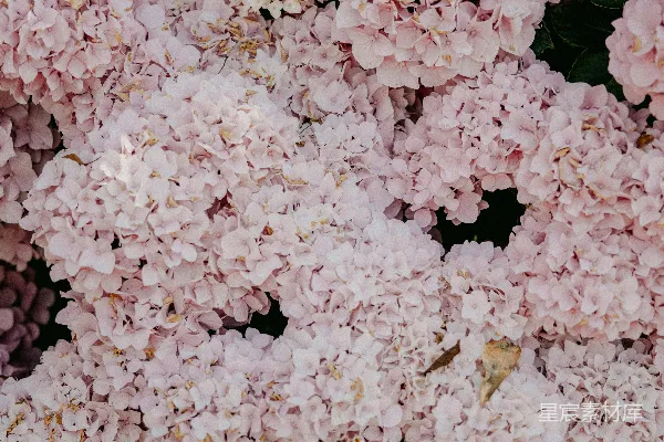 高清摄影 白花绿叶