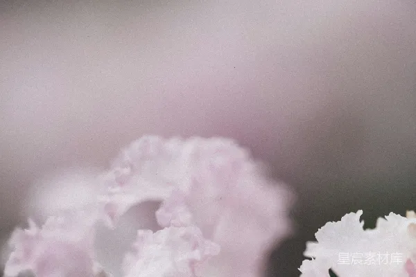 高清摄影 淡粉色的花朵，背景模糊为绿色。